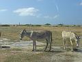 Aruba - January 2008 003